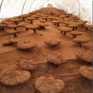 Naturlig linzhi hög extrated ganoderma lucidum spore hälsovårdstillägg