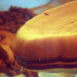 Ganoderma sporer