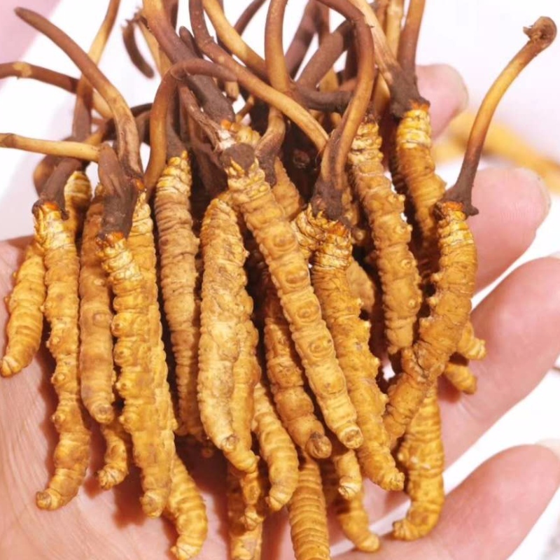 Cordyceps sinensis