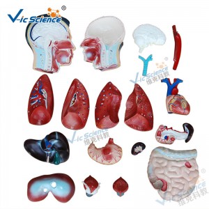 Medicinsk anatomi mänsklig kroppsmodell 85 cm manlig torso modell 19 delar