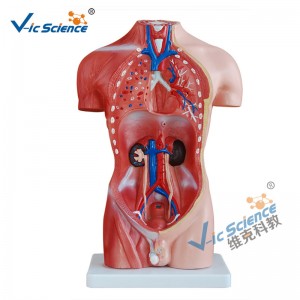 42cm manlig torso modell 13 delar medicinsk undervisningsmodell
