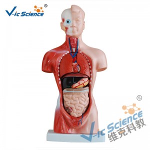 26CM Torso Model 15 Parts Anatomy Body Model