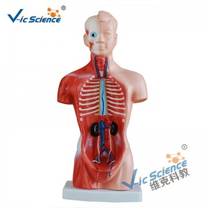 26CM Torso Model 15 Parts Anatomy Body Model