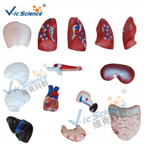 26CM Torso Model 15 Parts Anatomy Body Model