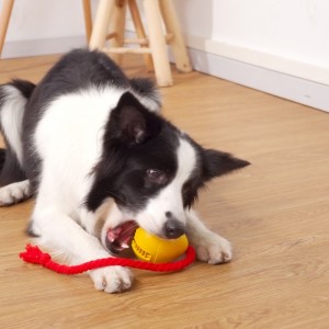 Gummi läcker snack hund leksak