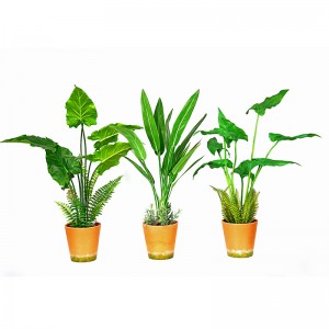 Hot Sale Factory Direct Supply Green Indoor Outdoor Home Dekorera Potted Green Plant