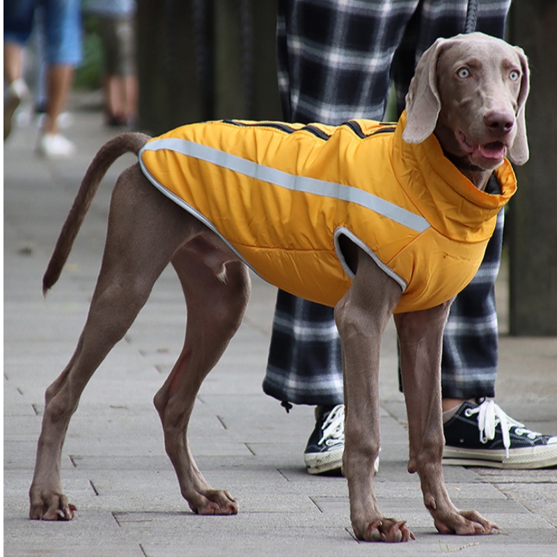 Låg MOQ Kostnad Prisvärd Classic Version Dog Rain Jacket Dog Kläder