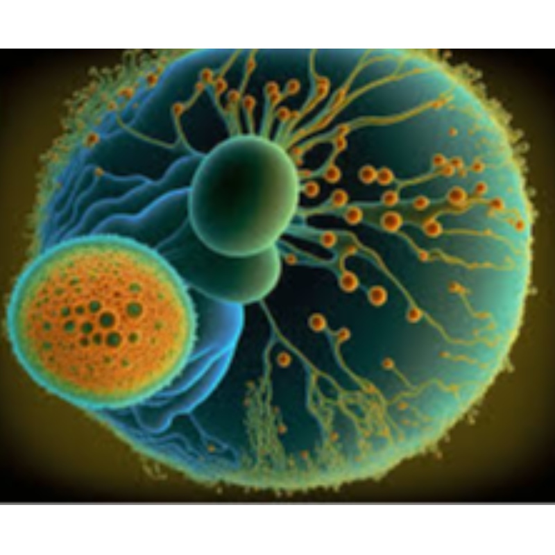 Främjande effekt av NMN på stamceller